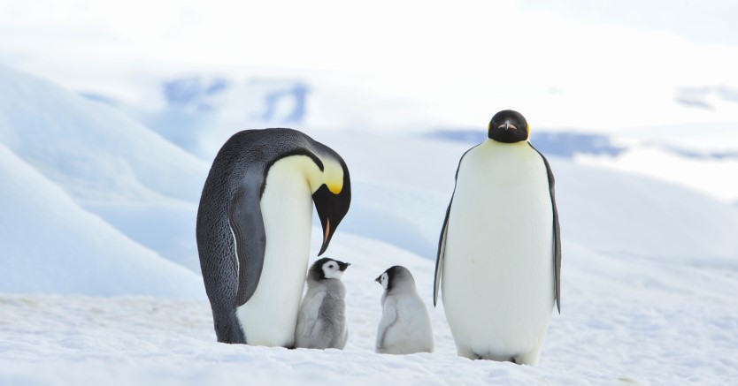 Ask Dr. Jenn: Do Penguins Live at the North Pole?